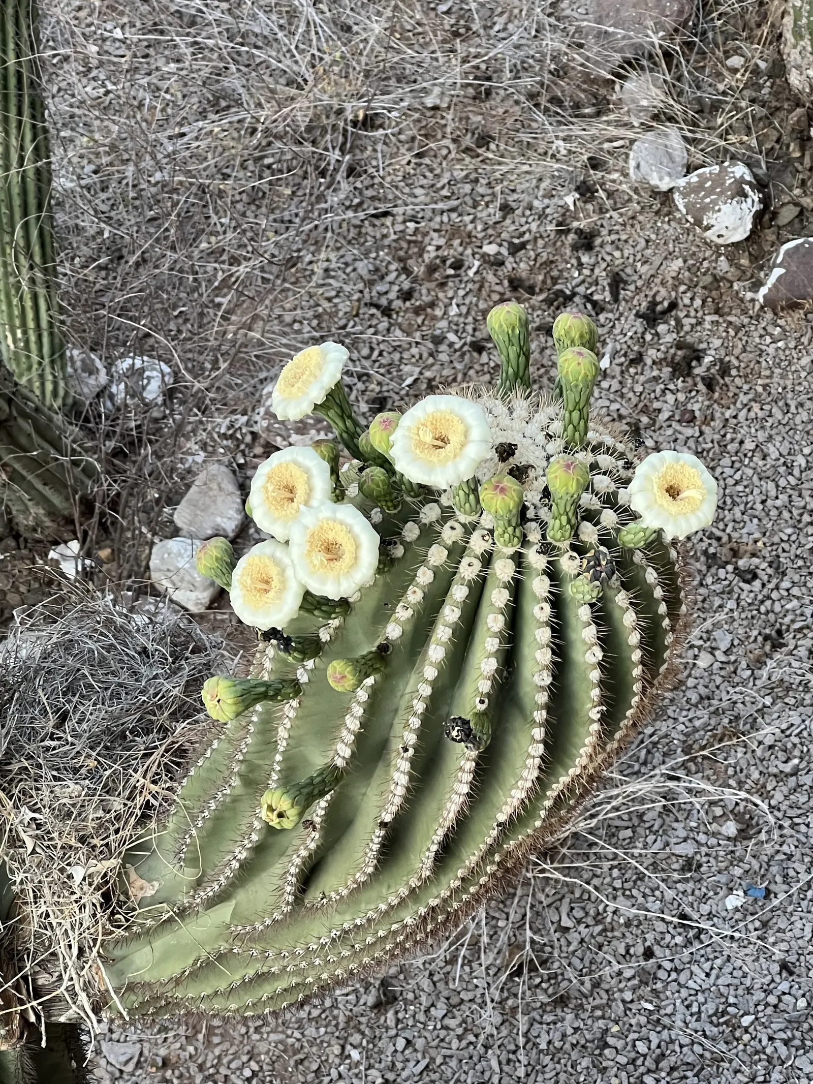 Saguaro (Carnegiea Gigantea) — white flowers in the garden
