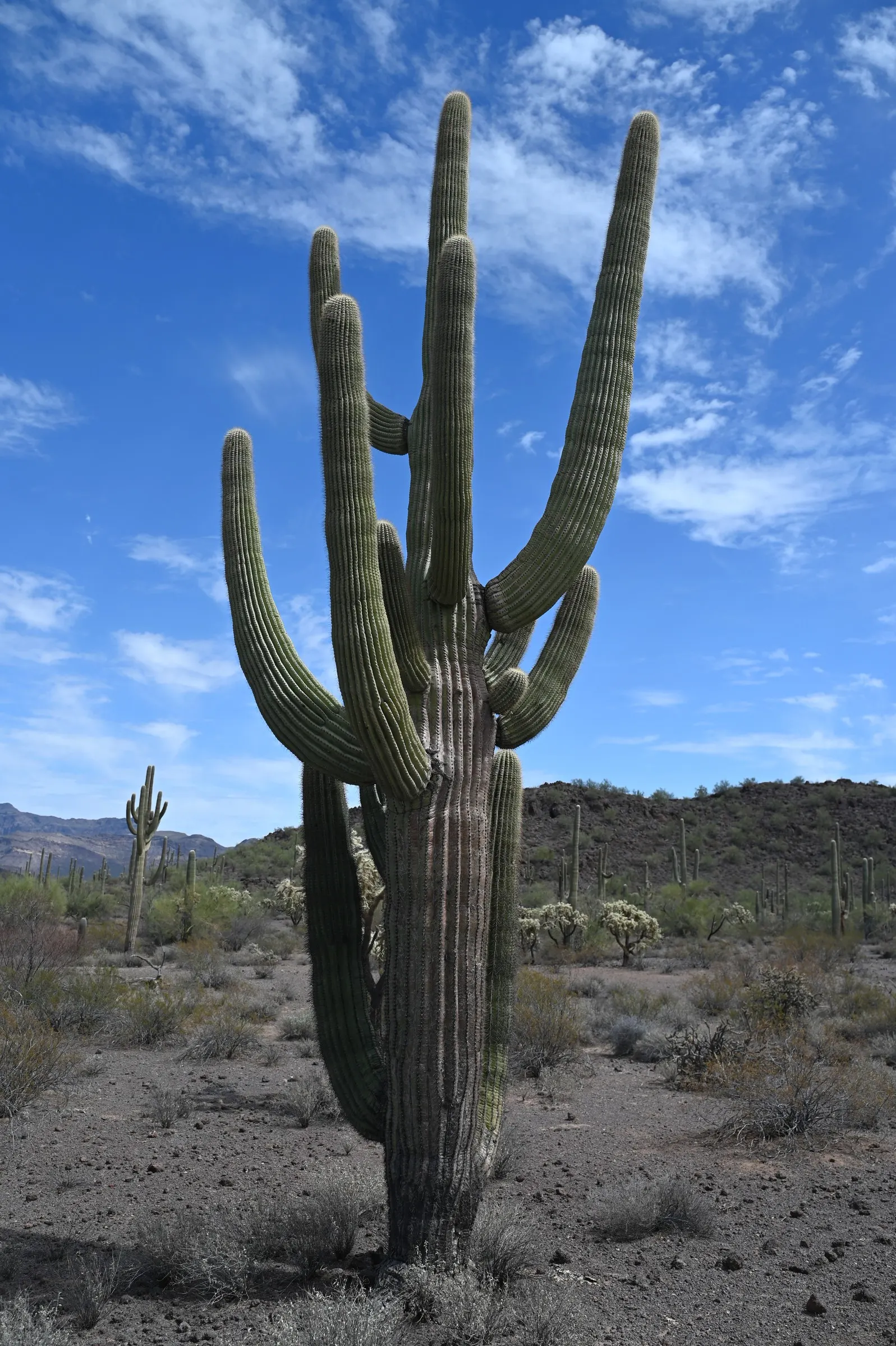 Saguaro (Carnegiea Gigantea) — They boast a remarkable water retention strategy, swell substantially during the rainy season