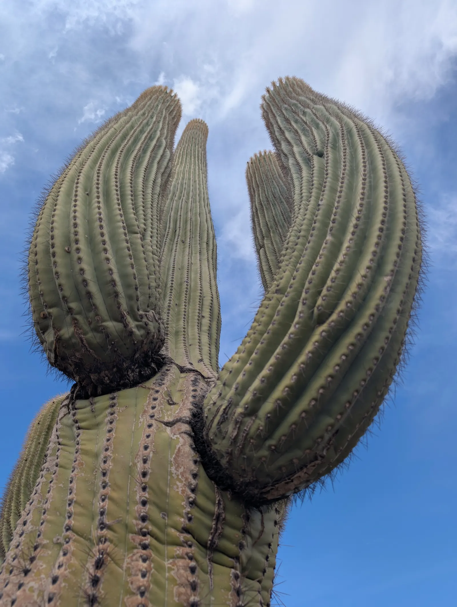 Saguaro (Carnegiea Gigantea) — these columnar plants may develop arms; favoring pollination by nocturnal species, image 55