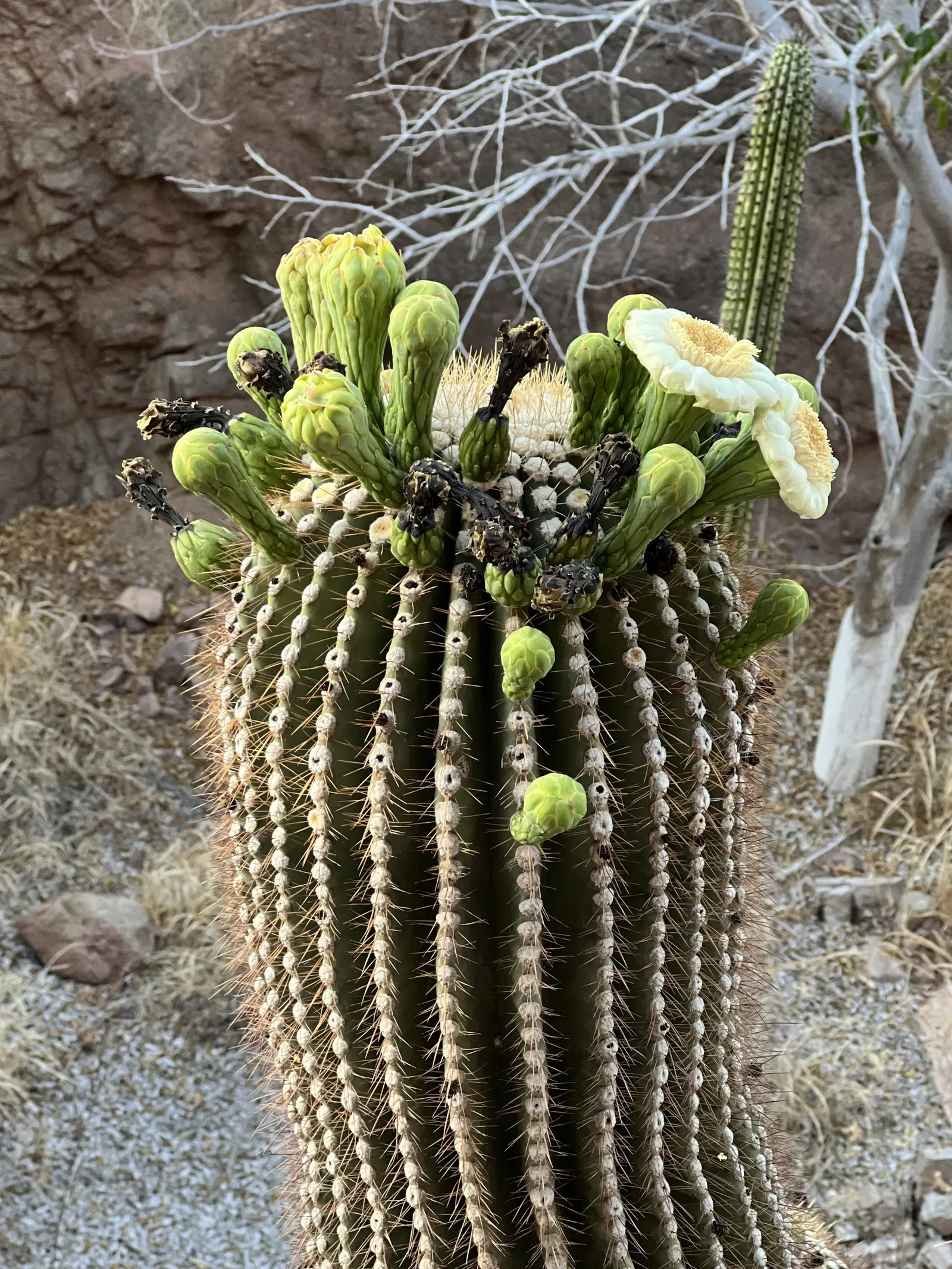 Saguaro (Carnegiea Gigantea) — When considering a Saguaro for your garden; these columnar plants may develop arms