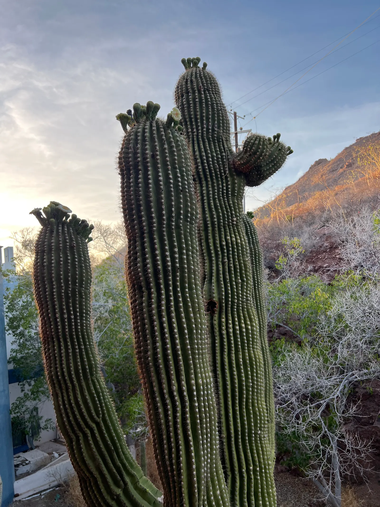 Saguaro (Carnegiea Gigantea) — favoring pollination by nocturnal species; offering sustenance to the native wildlife.<br><br>For successful cultivation