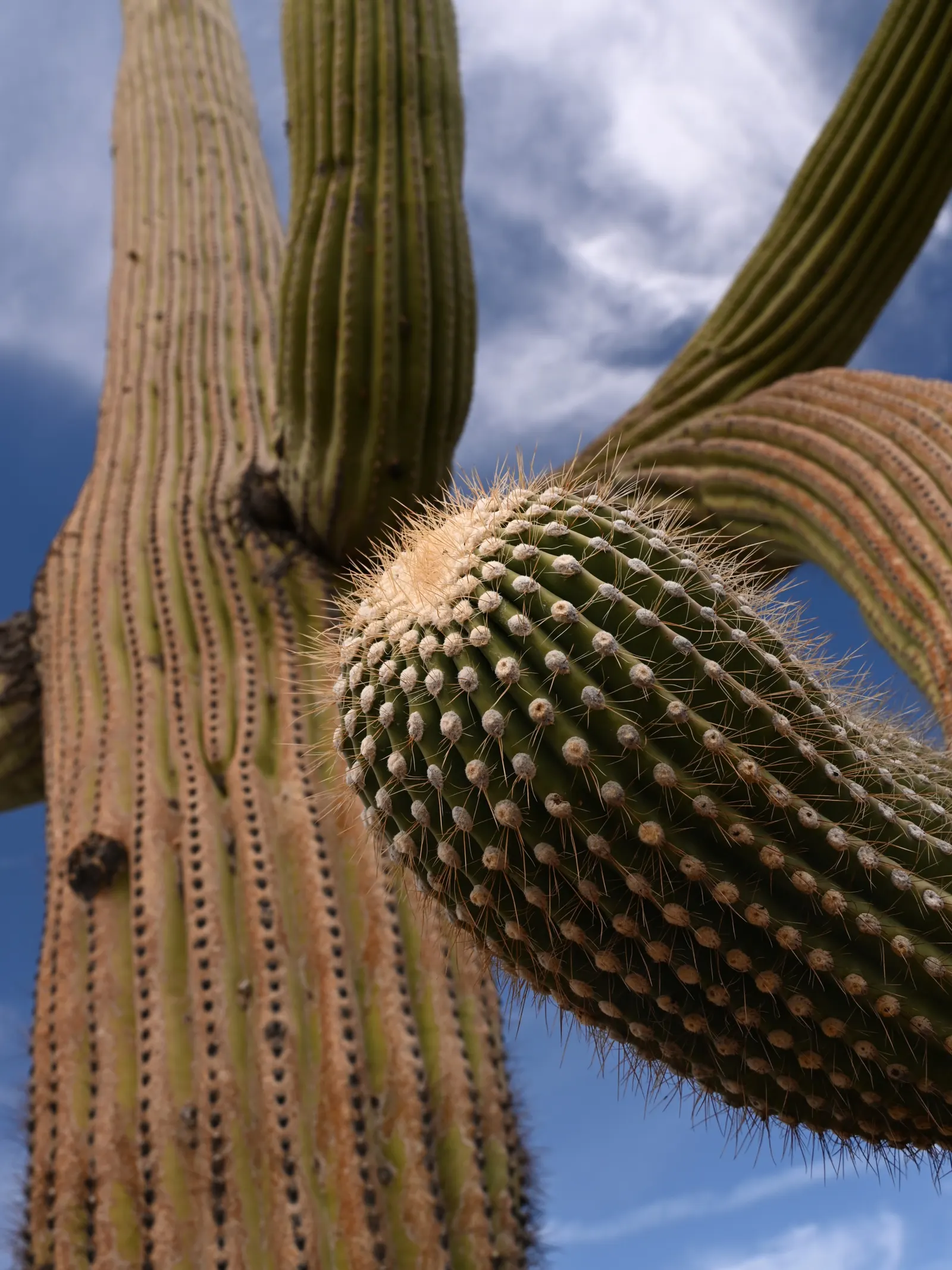 Saguaro (Carnegiea Gigantea) — Its grand stature and longevity make it a centerpiece worthy of any southwestern landscape