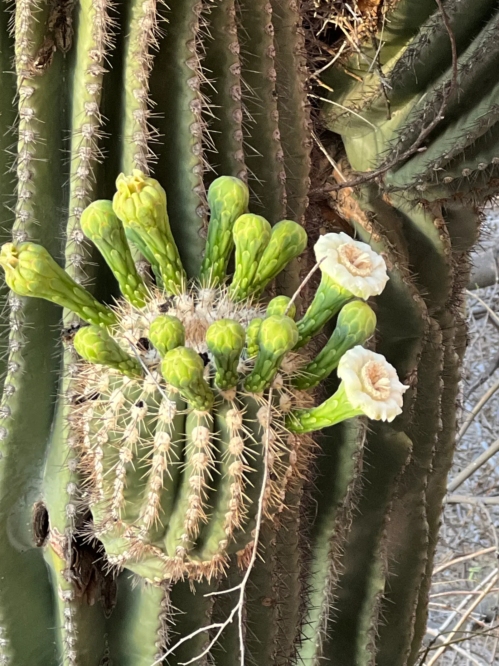 Saguaro (Carnegiea Gigantea) — cactus for full; ensuring ample space to accommodate its eventual size and to prevent injury from its sharp spines