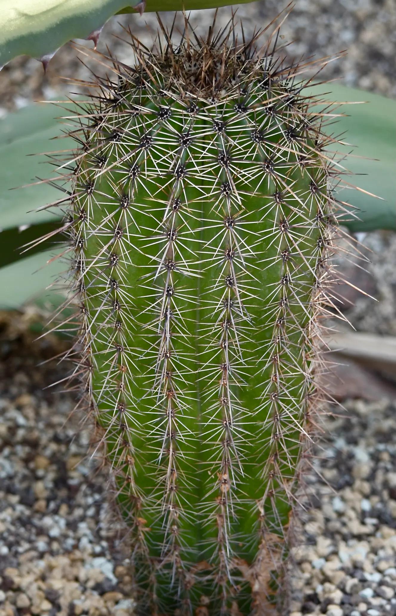 Saguaro (Carnegiea Gigantea) — They boast a remarkable water retention strategy, swell substantially during the rainy season; white flowers in the garden