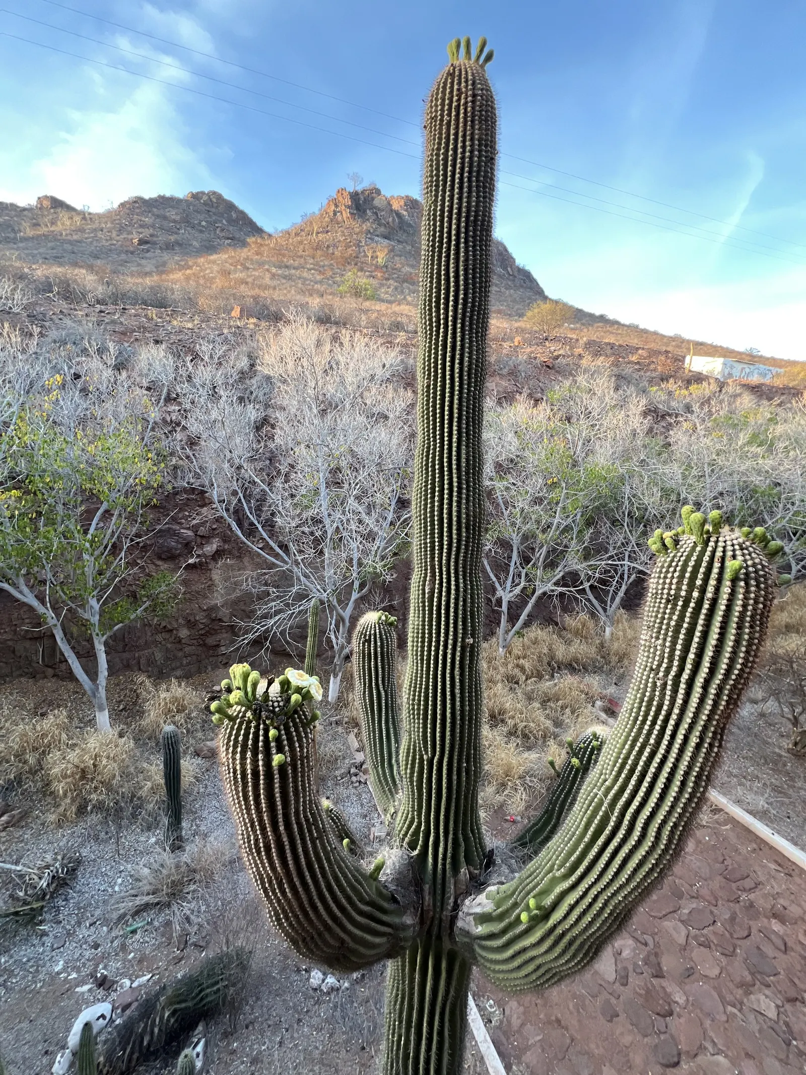 Saguaro (Carnegiea Gigantea) — adding to their distinctive silhouette; cactus with white blooms, image 56