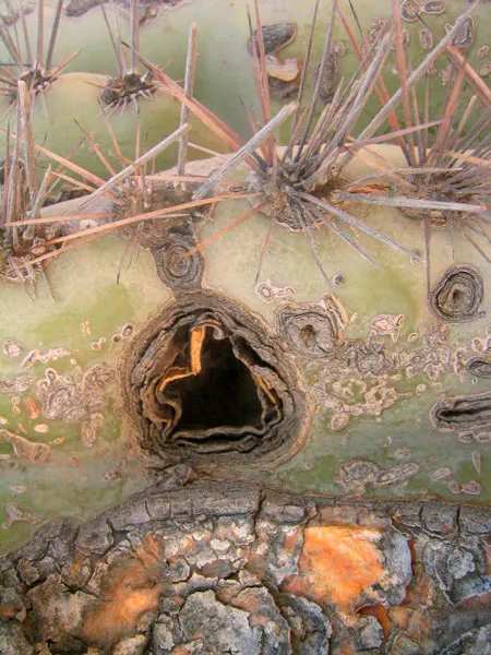 Saguaro (Carnegiea Gigantea) — cactus for full