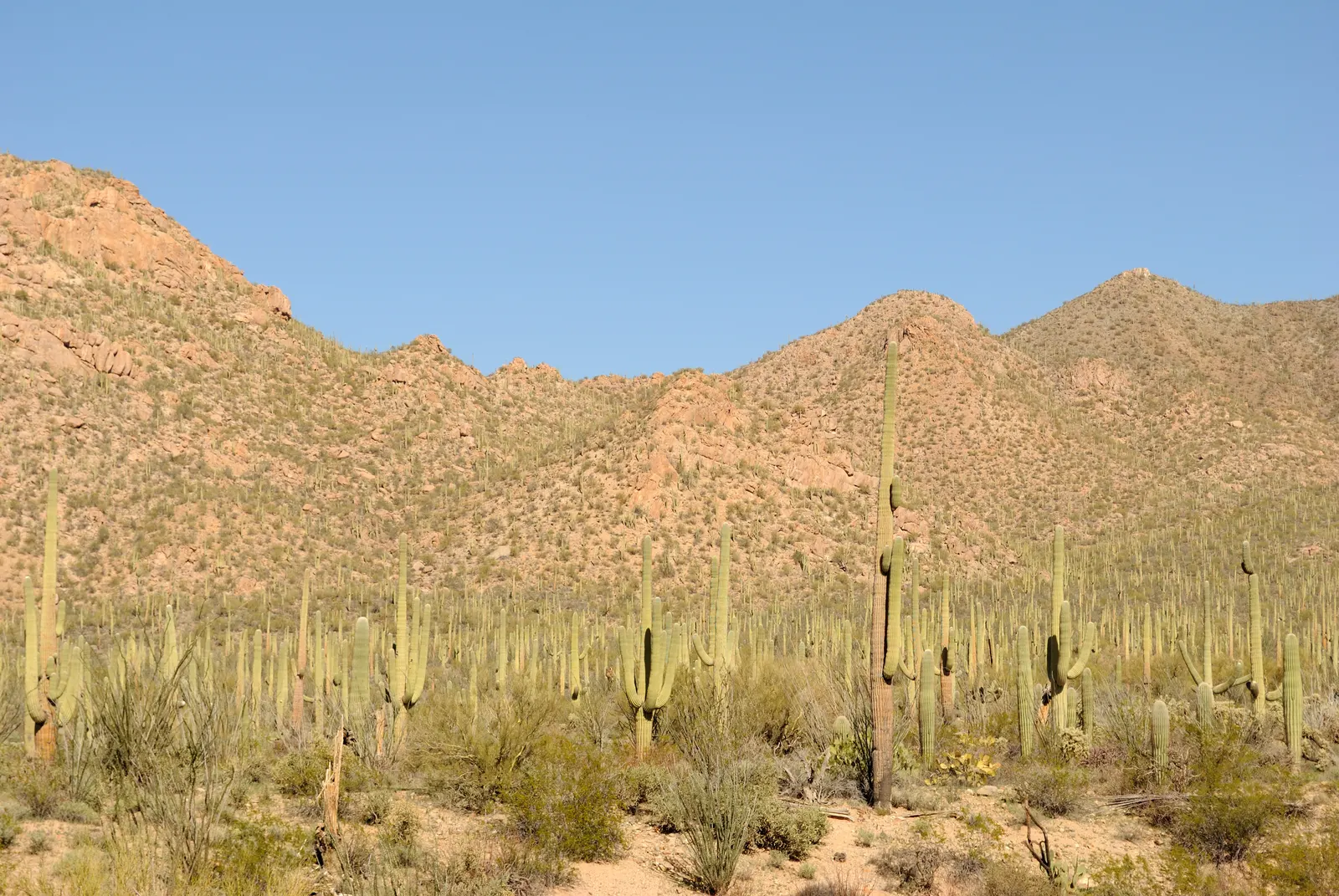 Saguaro (Carnegiea Gigantea) — white flowers in the garden; scientifically known as Carnegiea gigantea