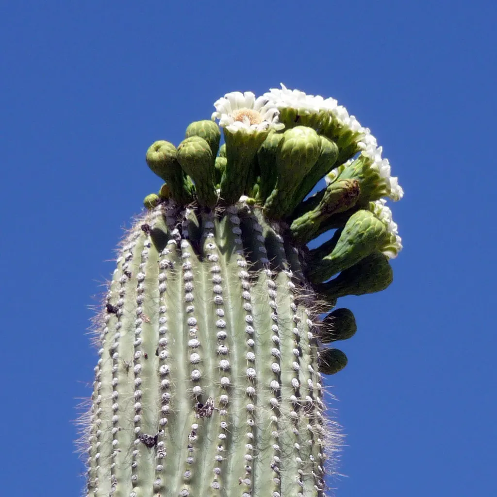 Saguaro (Carnegiea Gigantea) — Native to the Sonoran Desert