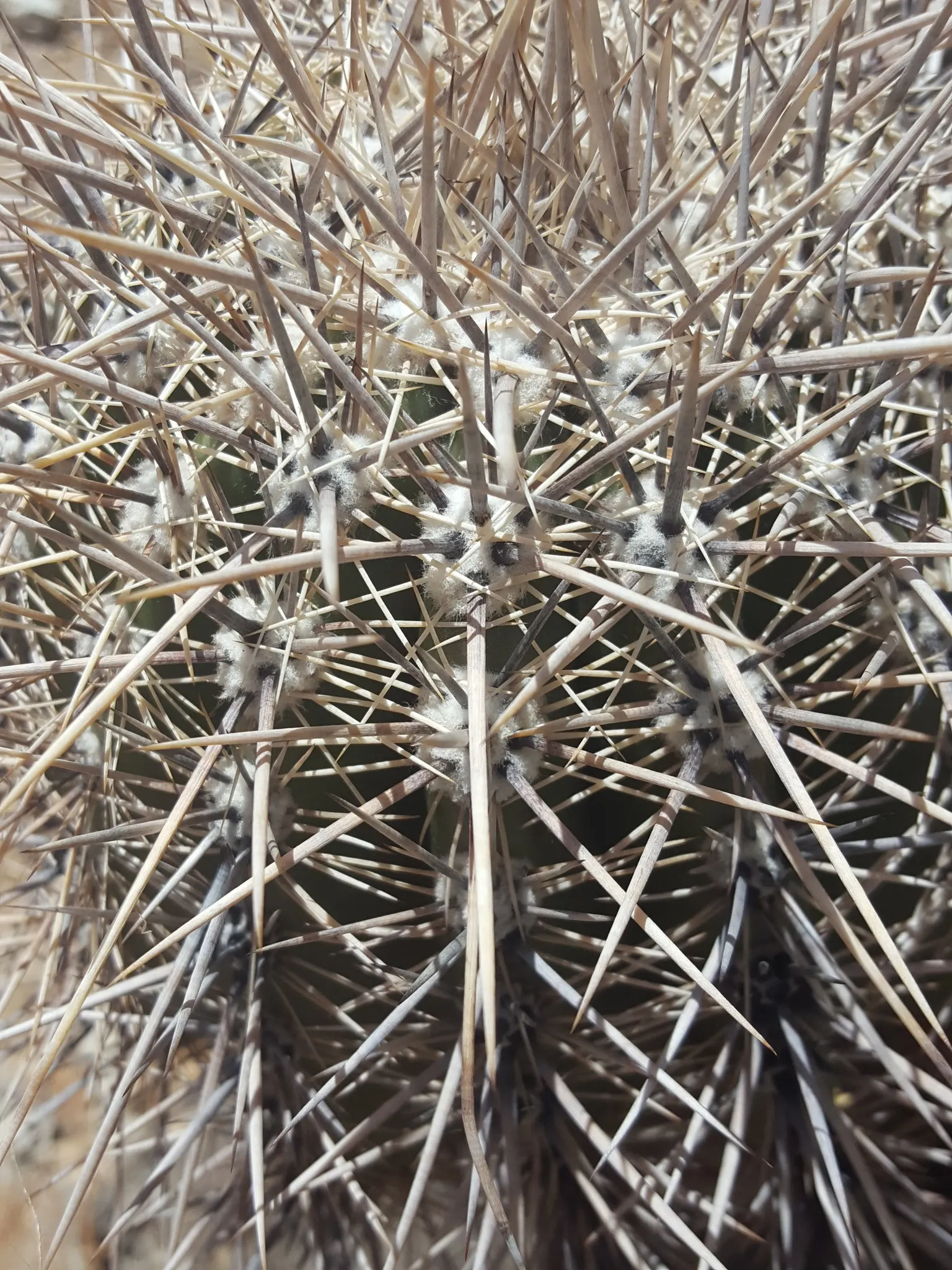 Saguaro (Carnegiea Gigantea) — green stems can span 1-2 feet in diameter