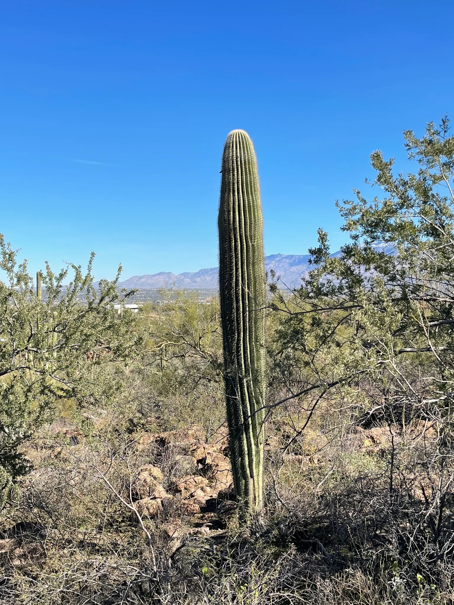 Saguaro (Carnegiea Gigantea) — Proper placement within the design is paramount