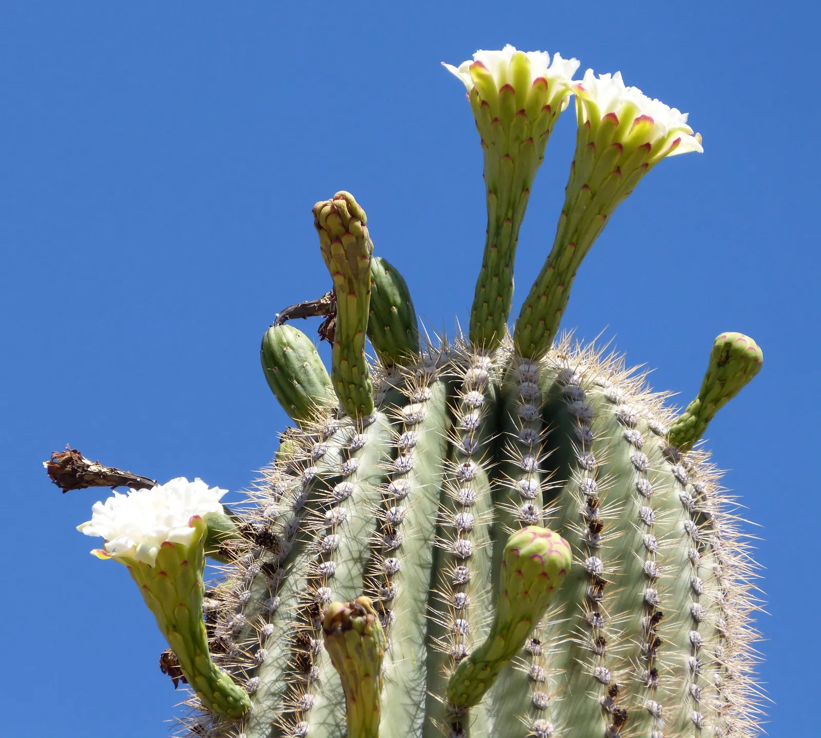 Saguaro (Carnegiea Gigantea) — these columnar plants may develop arms