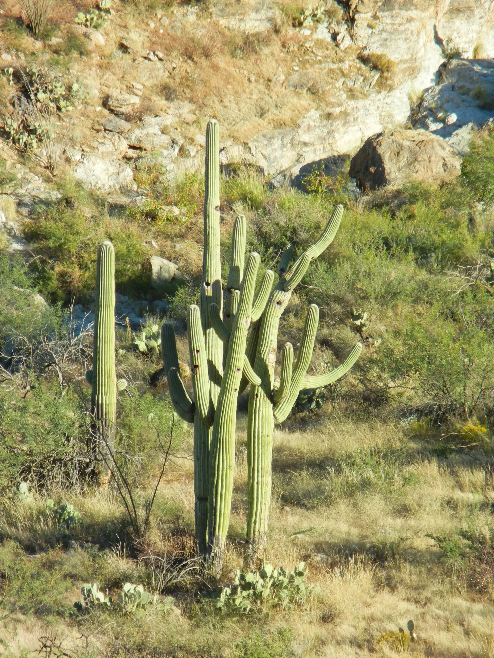 Saguaro (Carnegiea Gigantea) — cactus with white blooms