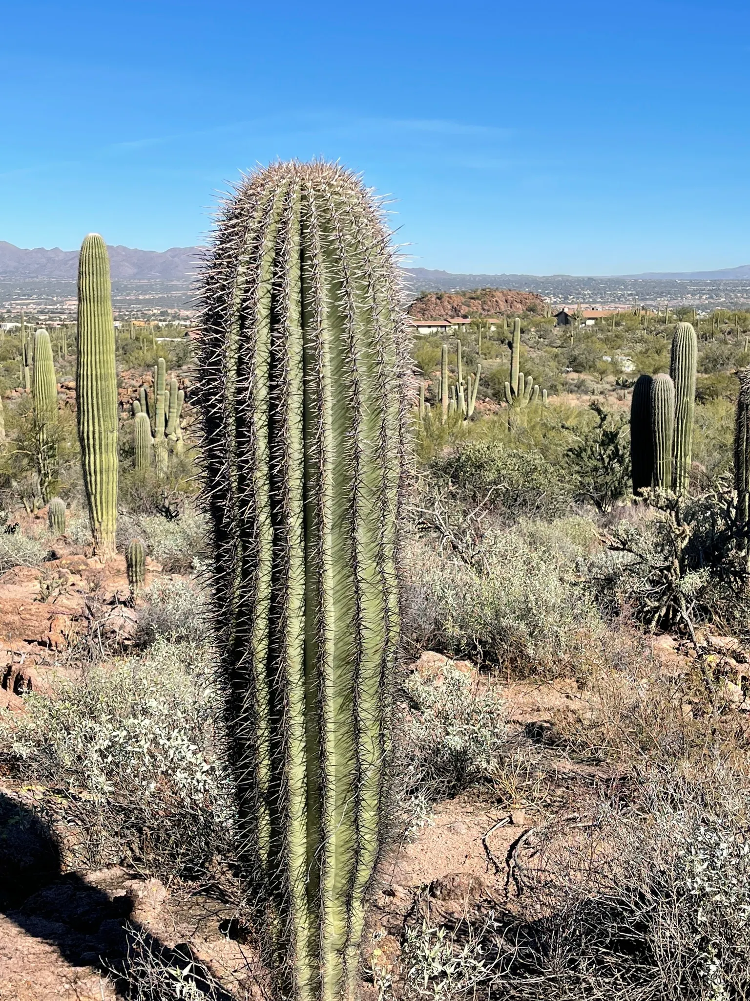 Saguaro (Carnegiea Gigantea) — offering sustenance to the native wildlife.<br><br>For successful cultivation; cactus for full