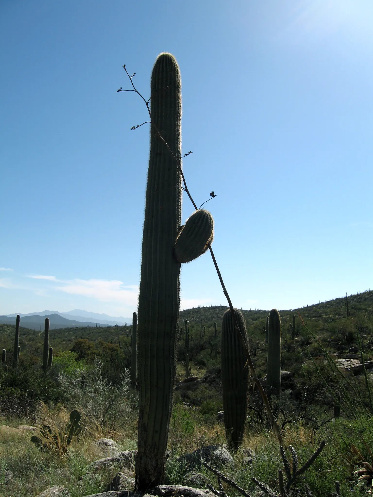 Saguaro (Carnegiea Gigantea) — it's essential to note that it grows quite slowly