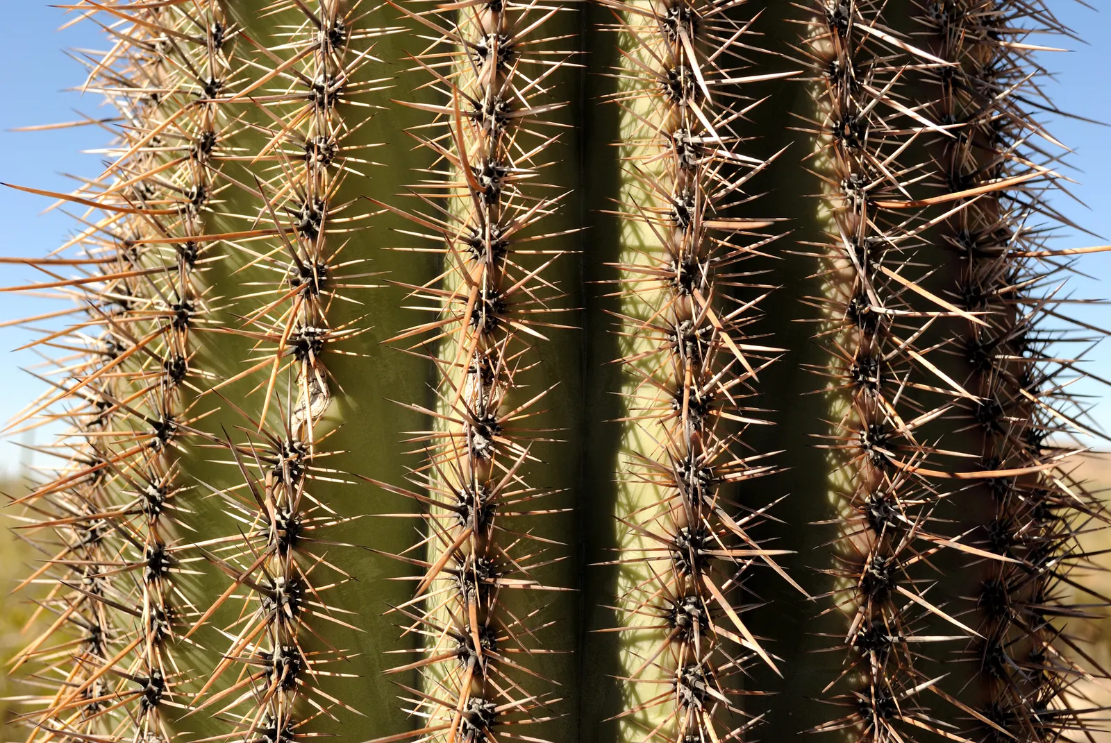 Saguaro (Carnegiea Gigantea) — Native to the Sonoran Desert; they boast a remarkable water retention strategy, swell substantially during the rainy season