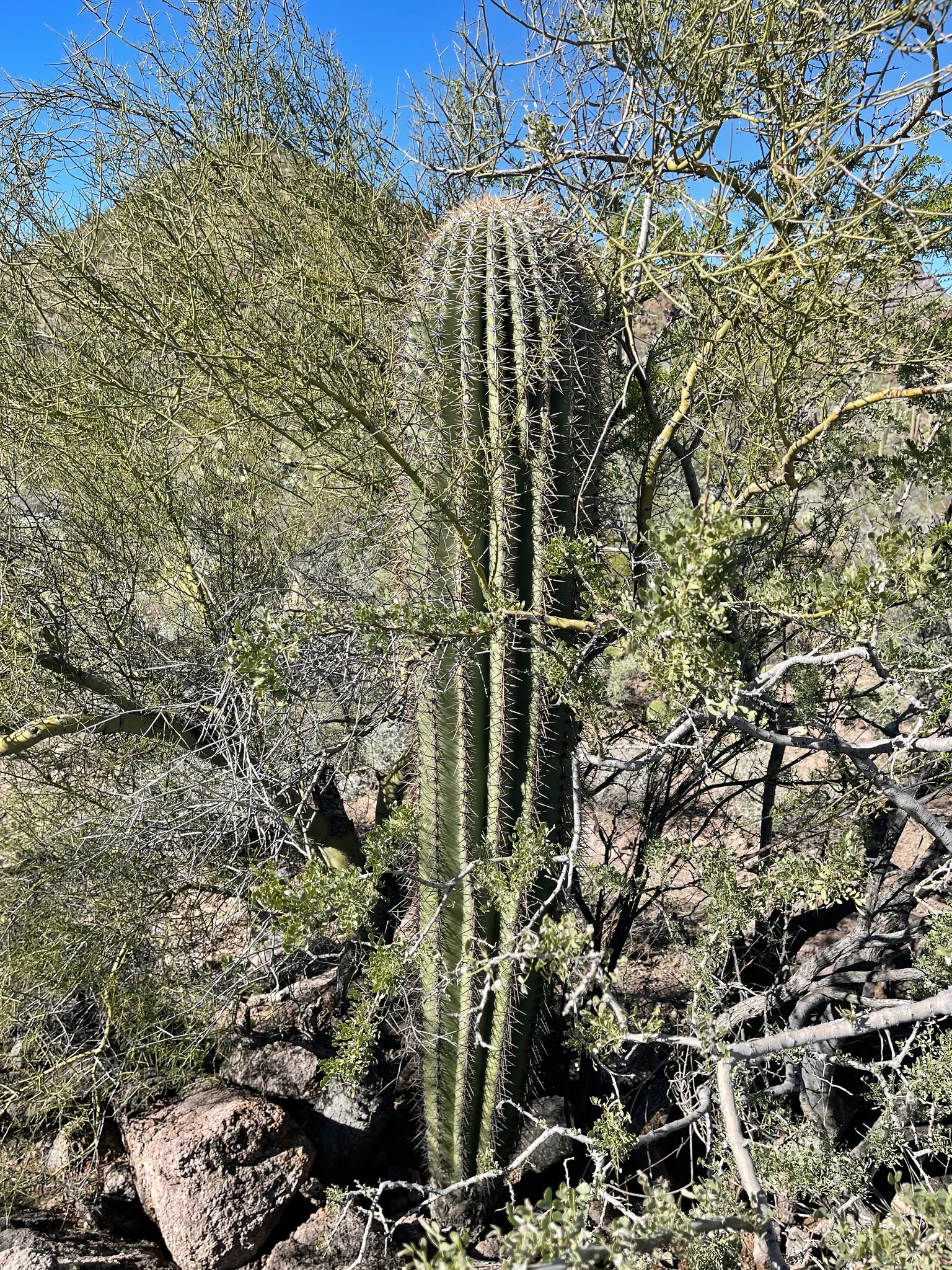 Saguaro (Carnegiea Gigantea) — ensuring ample space to accommodate its eventual size and to prevent injury from its sharp spines; towering at 40-60 feet tall