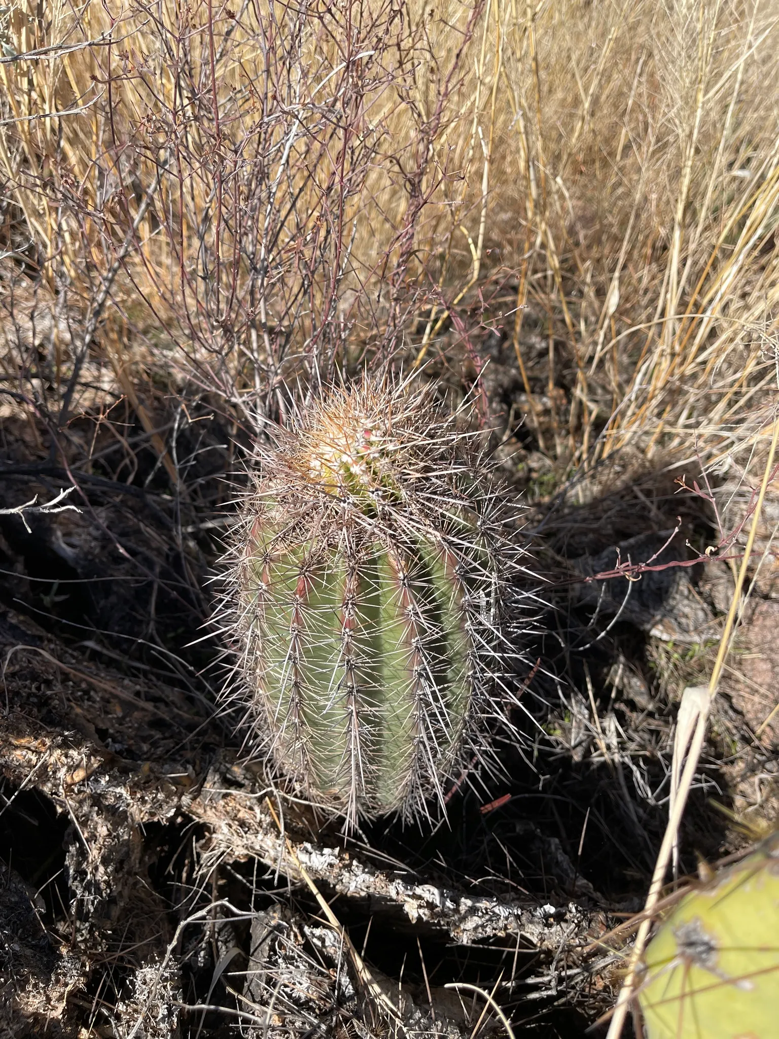Saguaro (Carnegiea Gigantea) — offering sustenance to the native wildlife.<br><br>For successful cultivation