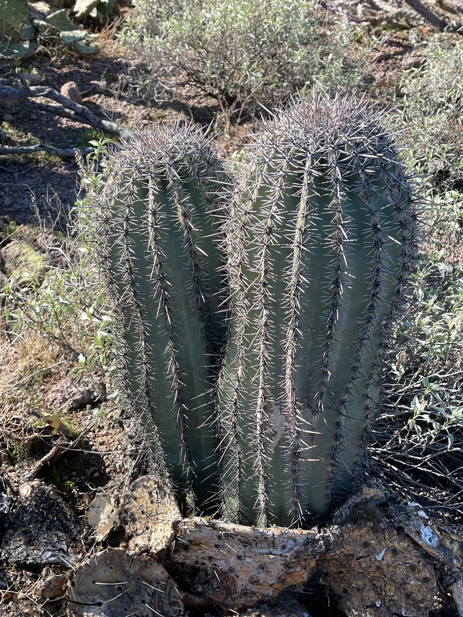 Saguaro (Carnegiea Gigantea) — scientifically known as Carnegiea gigantea