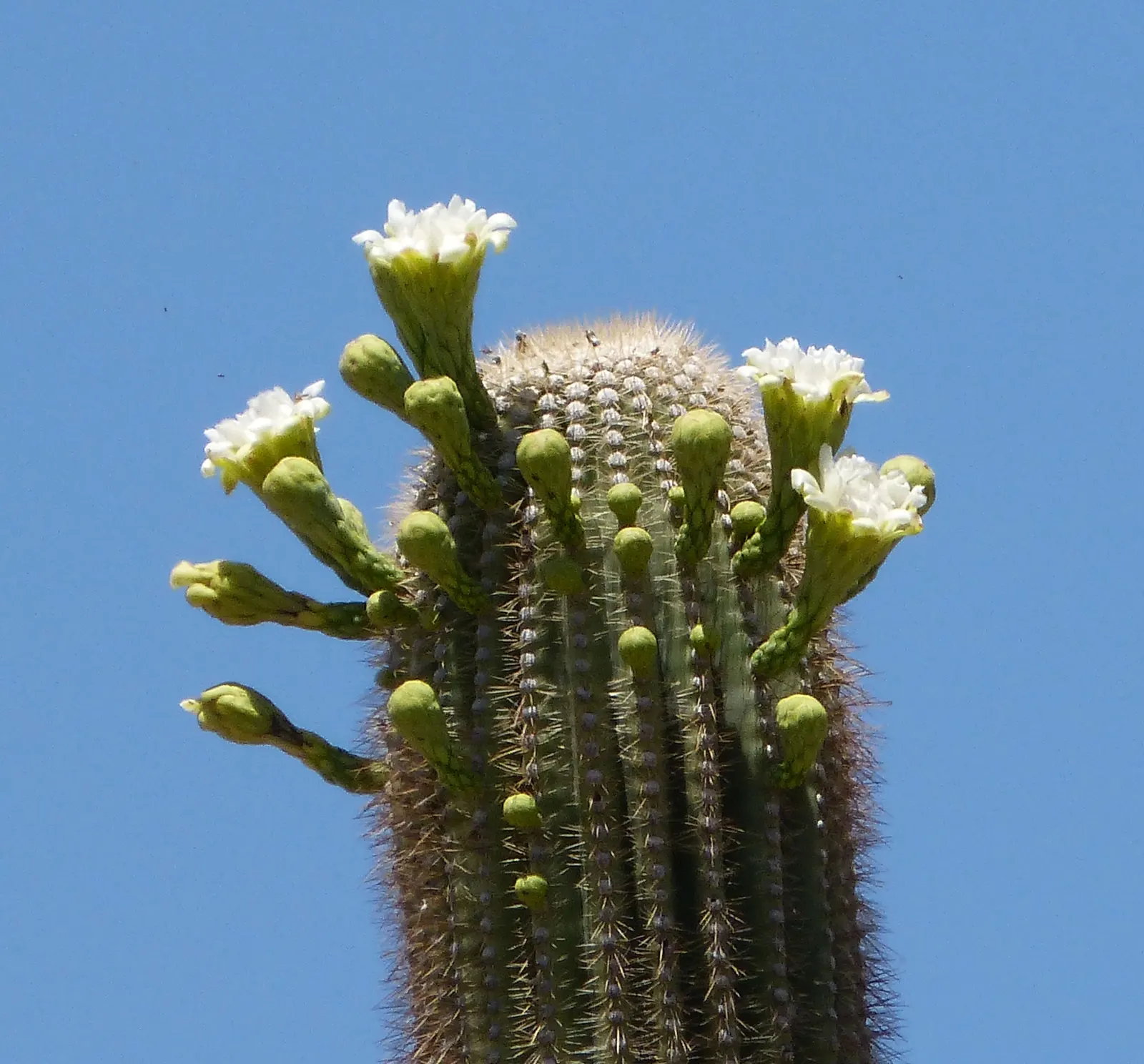 Saguaro (Carnegiea Gigantea) — Towering at 40-60 feet tall when mature