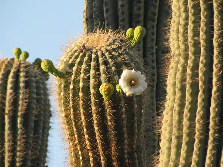 Saguaro (Carnegiea Gigantea) — ensuring ample space to accommodate its eventual size and to prevent injury from its sharp spines
