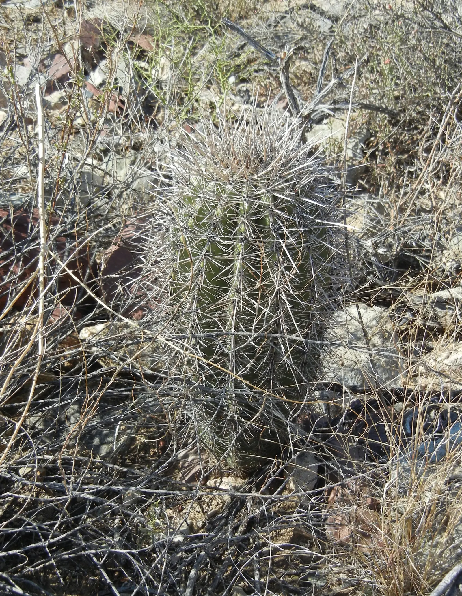 Saguaro (Carnegiea Gigantea) — ribbed stems that can burgeon to diameters of 2 to 2.5 feet