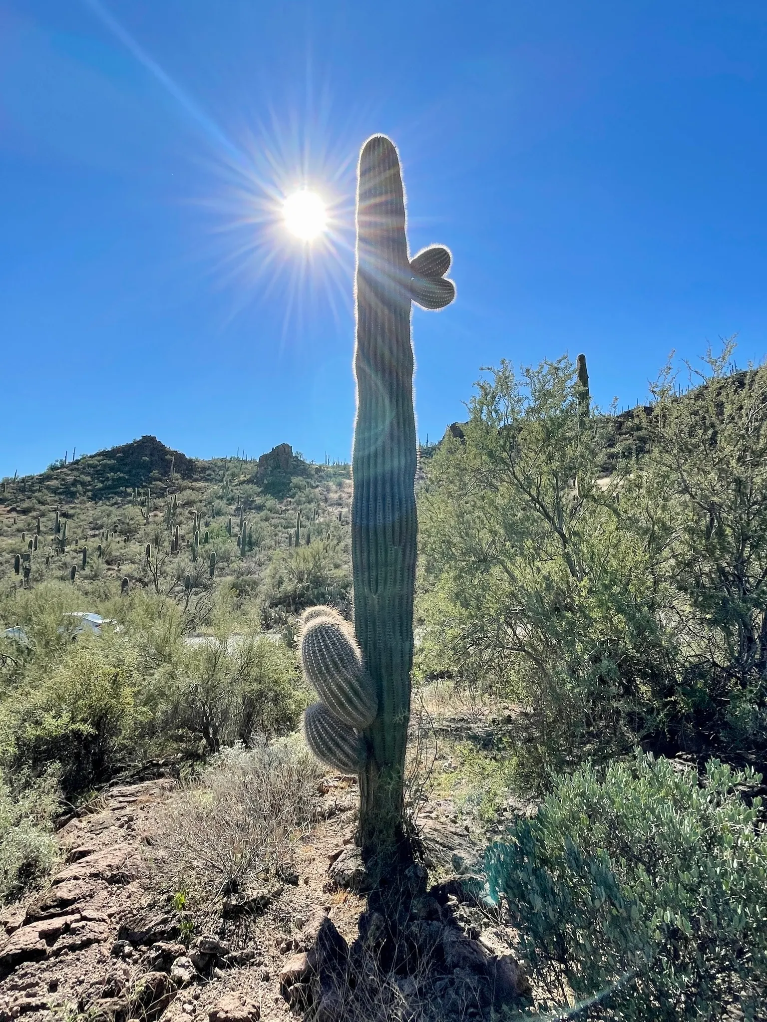 Saguaro (Carnegiea Gigantea) — night-blooming flowers and red fruit grace the crown
