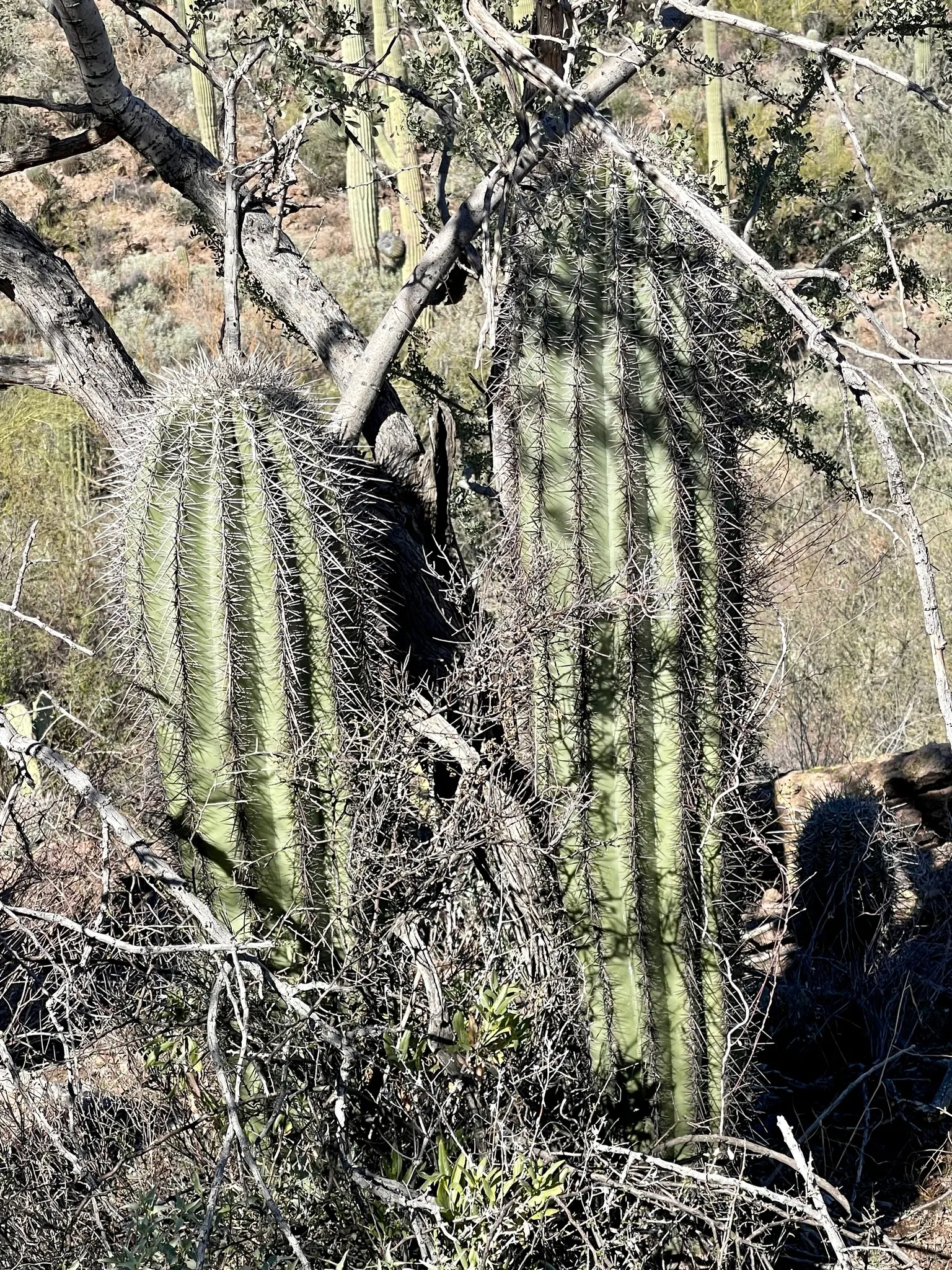 Saguaro (Carnegiea Gigantea) — The Saguaro (Carnegiea gigantea) is an iconic cactus native to the Sonoran Desert; adding to their distinctive, image 53