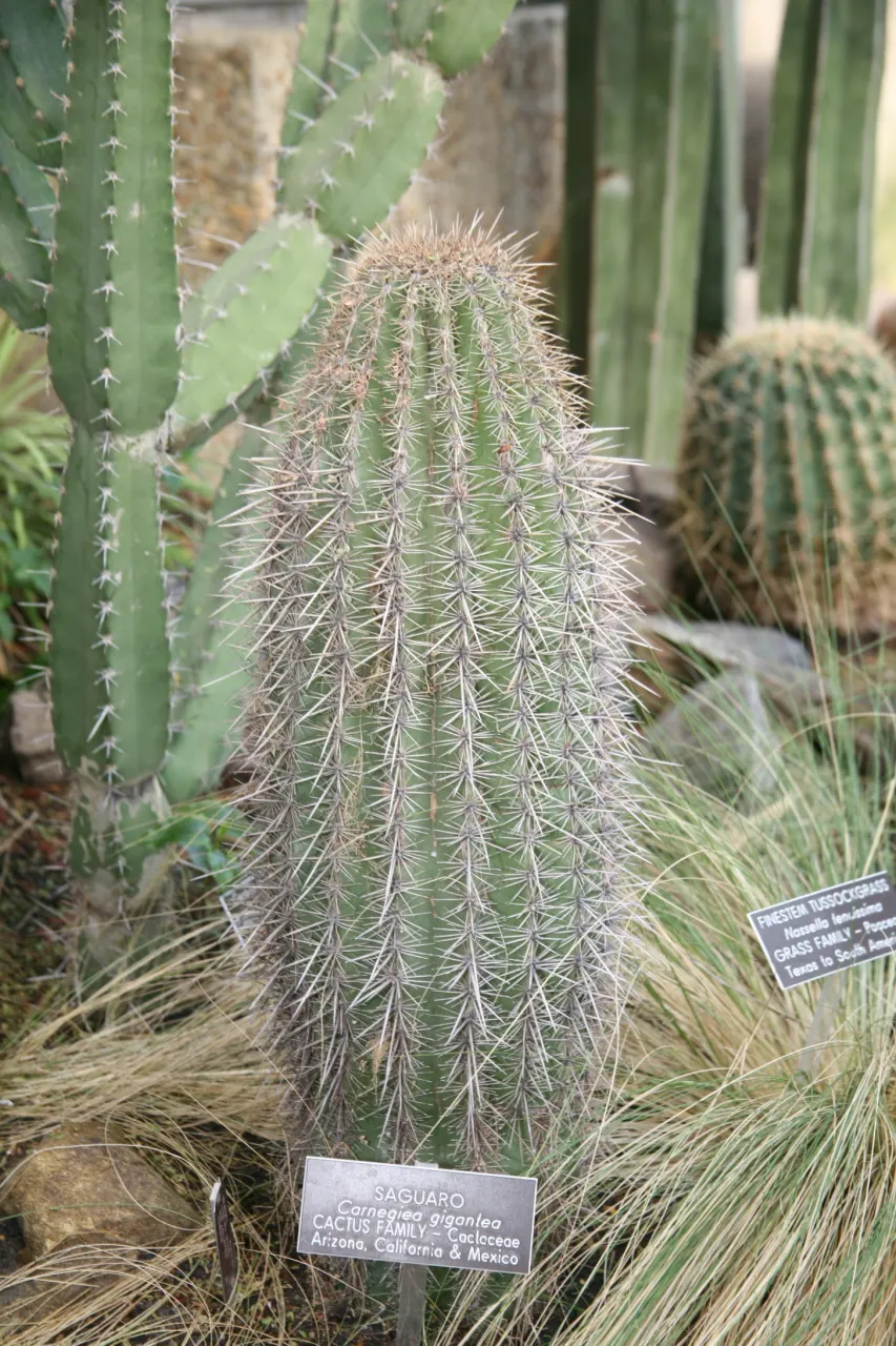 Saguaro (Carnegiea Gigantea) — They are slow-growing, often living over 150 years; the Saguaro (Carnegiea gigantea) is an iconic cactus native to the Sonoran