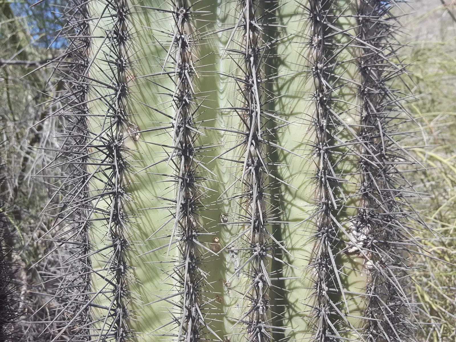 Saguaro (Carnegiea Gigantea) — this monumental plant can reach impressive heights of up to 40 to 60 feet and live for over 200 years