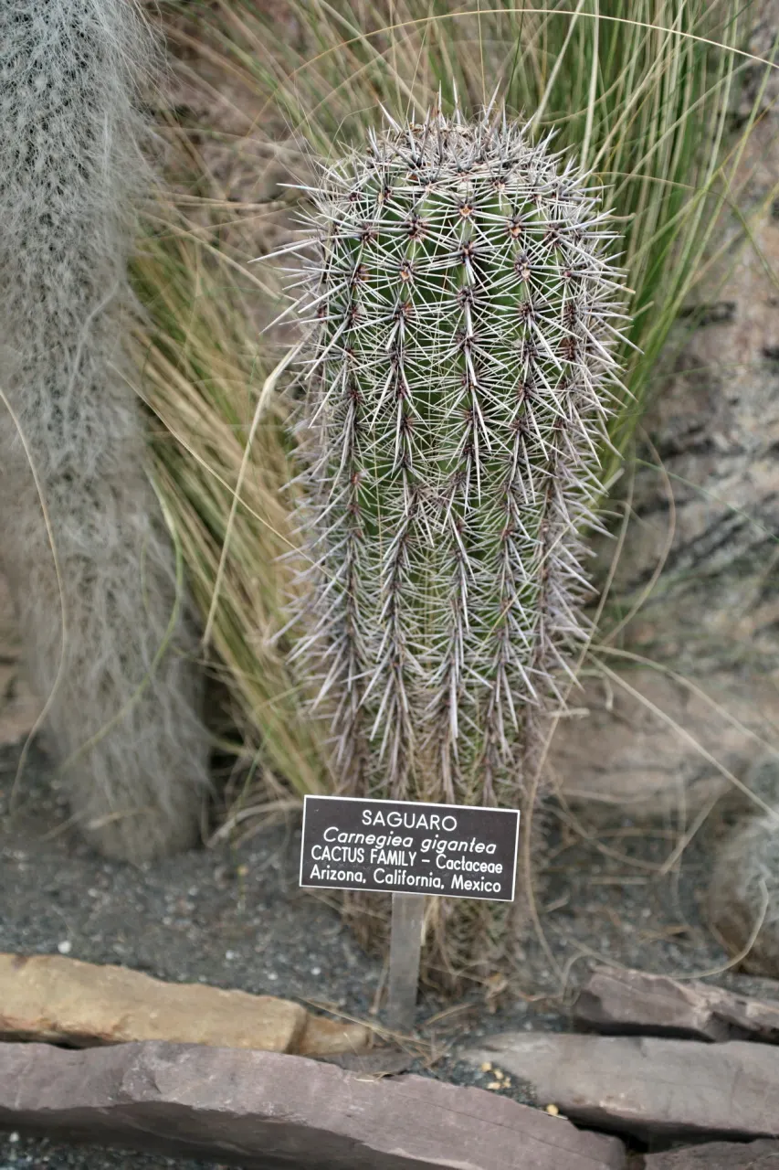 Saguaro (Carnegiea Gigantea) — Its grand stature and longevity make it a centerpiece worthy of any southwestern landscape; saguaros require full sun