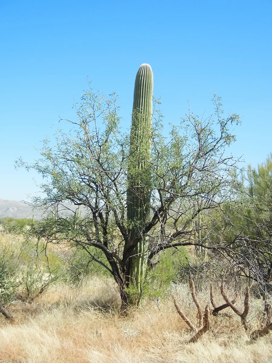 Saguaro (Carnegiea Gigantea) — producing creamy white blossoms that open at night and close by the next midday; when considering a Saguaro for your garden