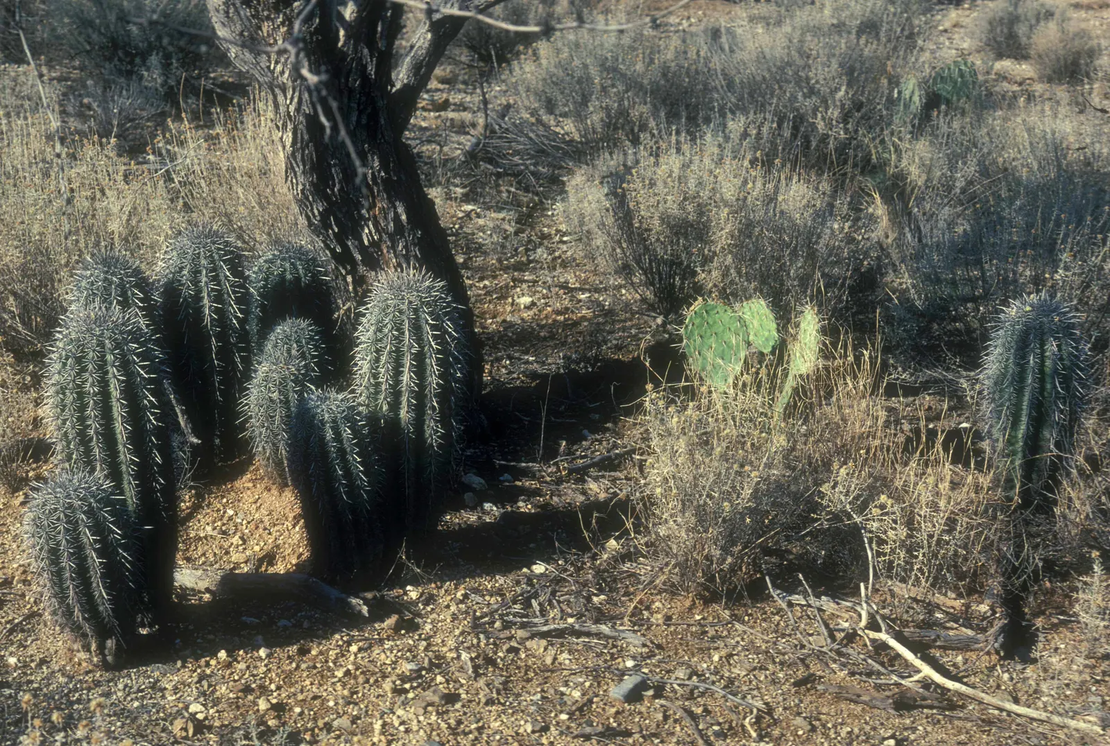 Saguaro (Carnegiea Gigantea) — adding to their distinctive silhouette; cactus with white blooms