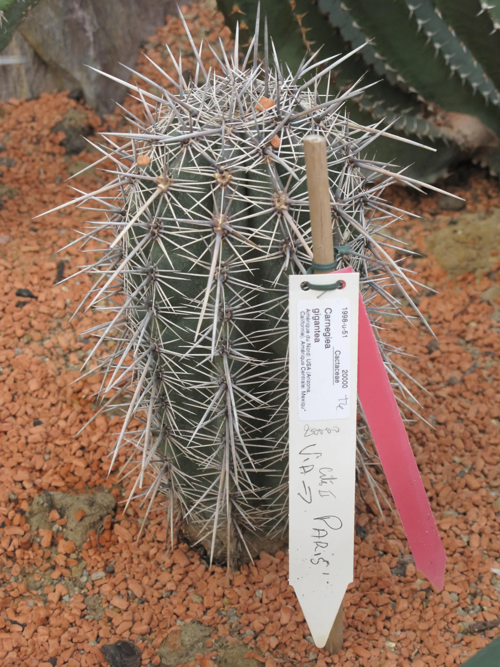 Saguaro (Carnegiea Gigantea) — these columnar plants may develop arms; favoring pollination by nocturnal species