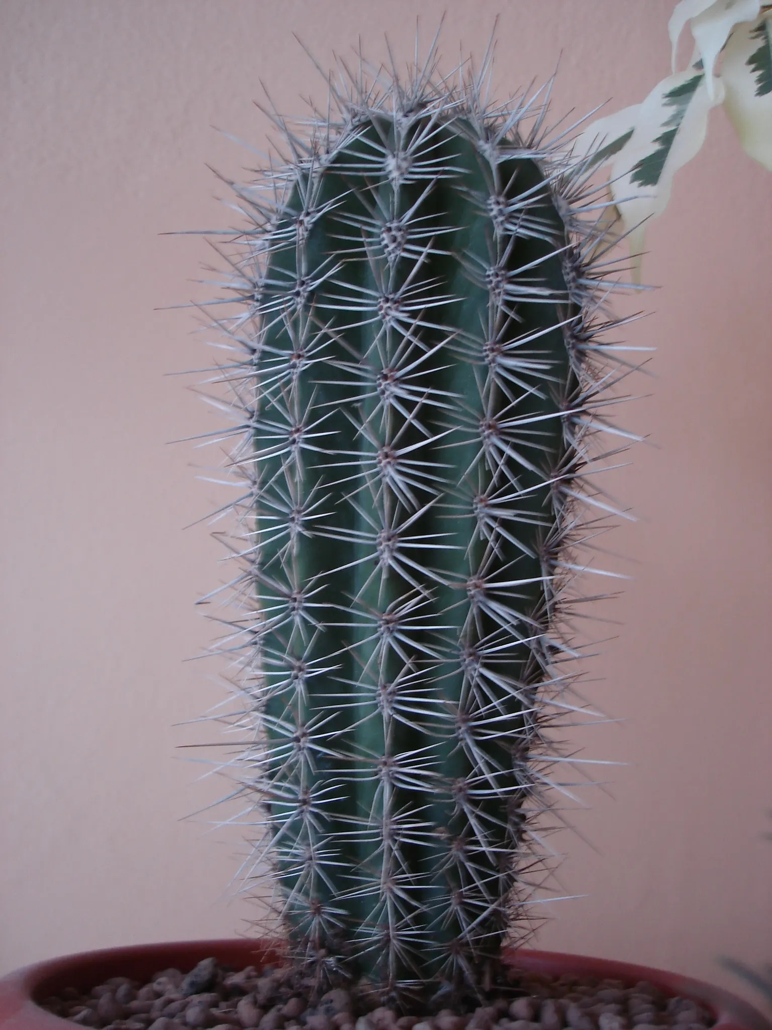 Saguaro (Carnegiea Gigantea) — night-blooming flowers and red fruit grace the crown; it's essential to note that it grows quite slowly