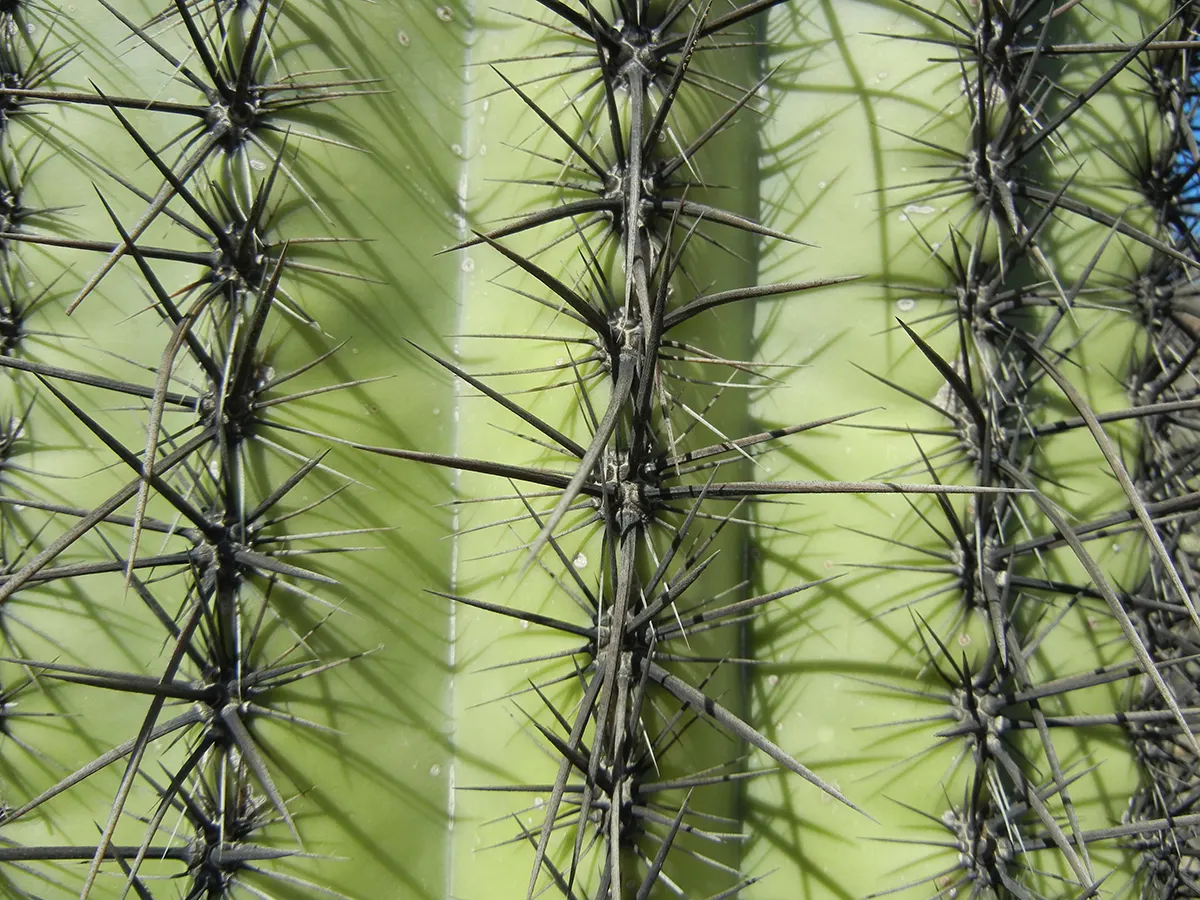 Saguaro (Carnegiea Gigantea) — Towering at 40-60 feet tall when mature; this monumental plant can reach impressive heights of up to 40 to 60 feet, image 54