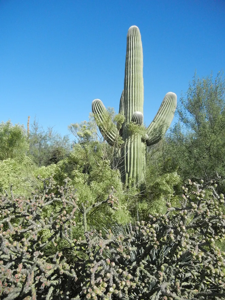 Saguaro (Carnegiea Gigantea) — The Saguaro (Carnegiea gigantea) is an iconic cactus native to the Sonoran Desert; adding to their distinctive silhouette