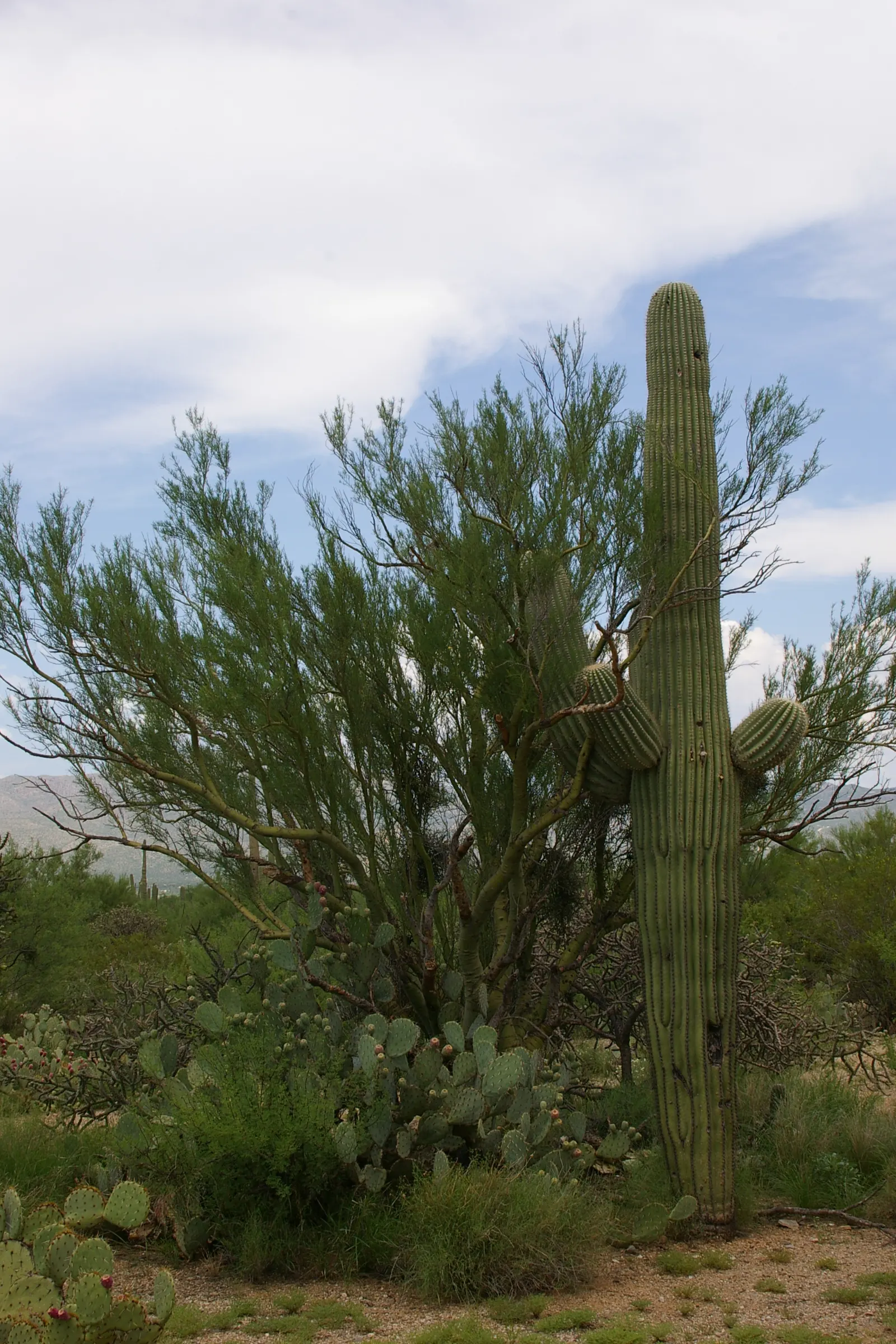 Saguaro (Carnegiea Gigantea) — producing creamy white blossoms that open at night and close by the next midday
