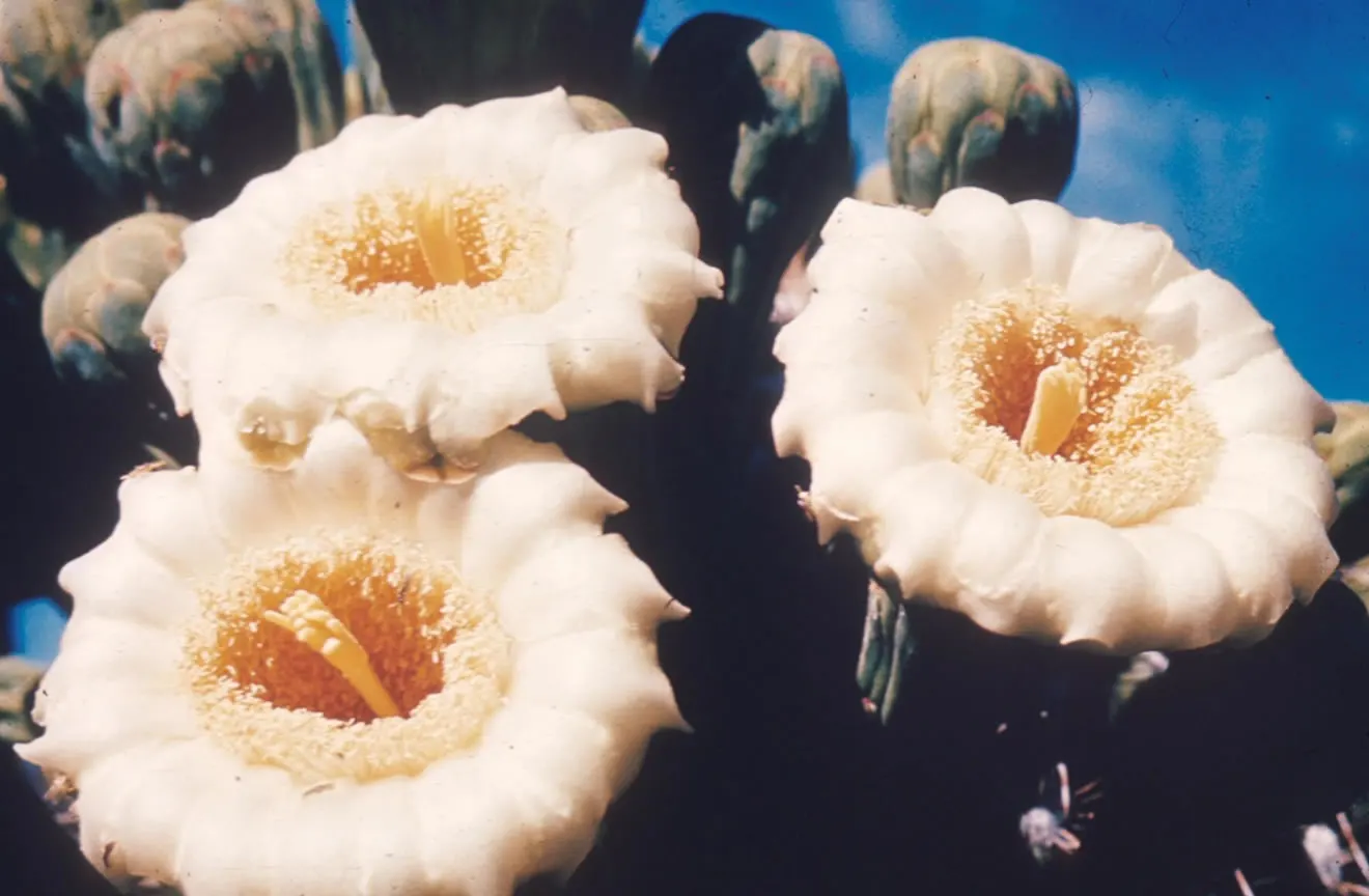 Saguaro (Carnegiea Gigantea) — providing an imposing yet majestic aesthetic that is unmatched by other plants
