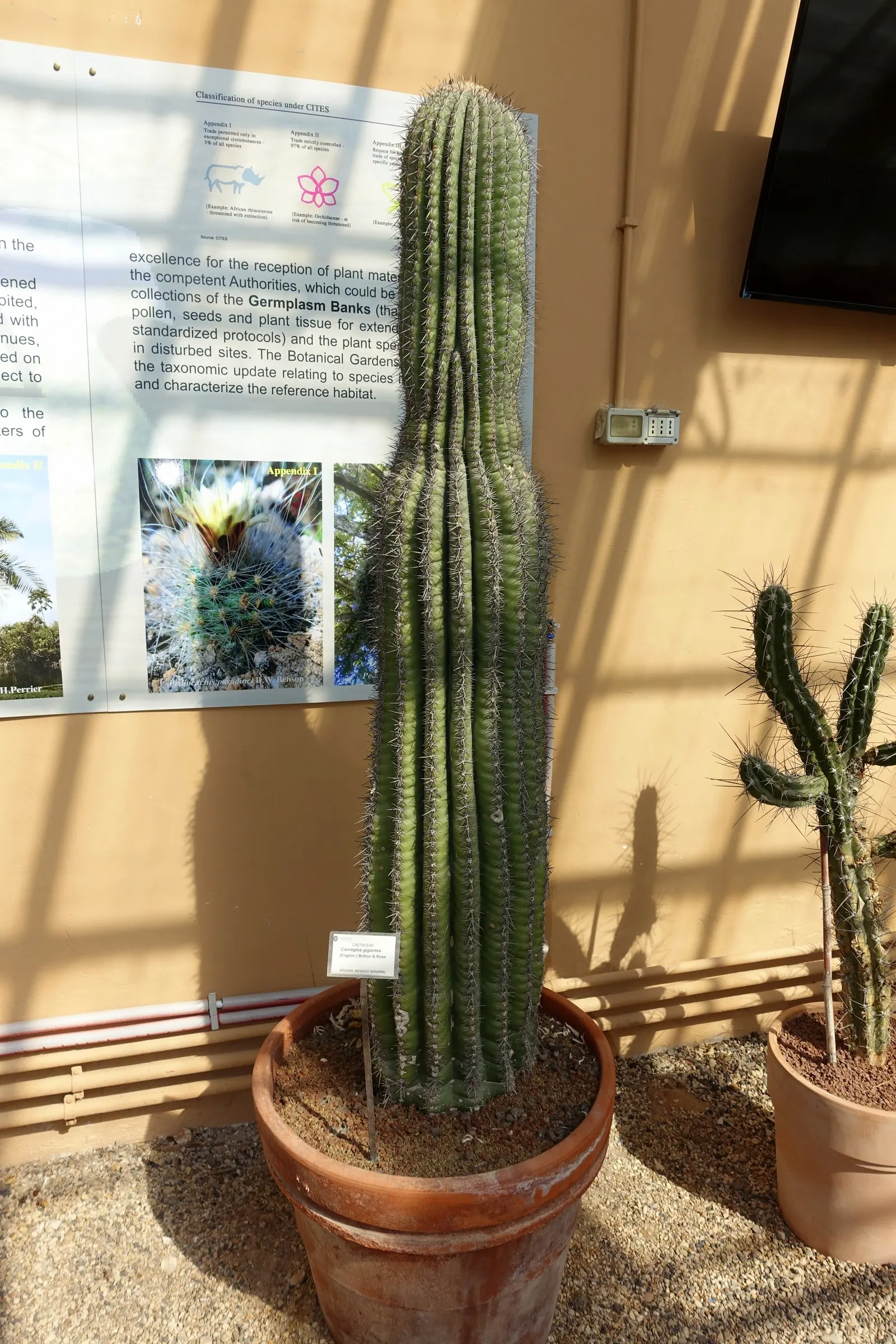 Saguaro (Carnegiea Gigantea) — Mature plants may develop branching arms that arch upwards