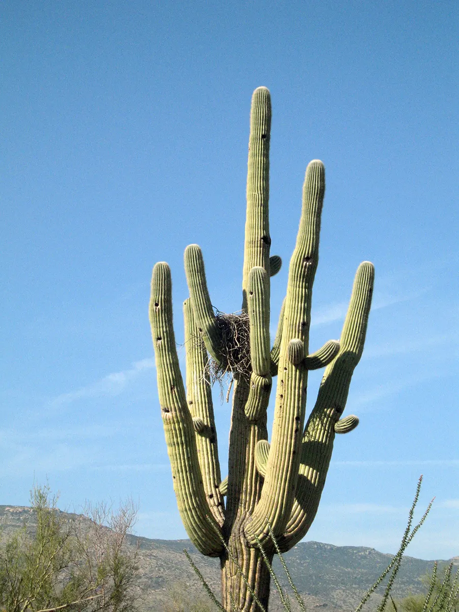 Saguaro (Carnegiea Gigantea) — The Saguaro (Carnegiea gigantea) is an iconic cactus native to the Sonoran Desert