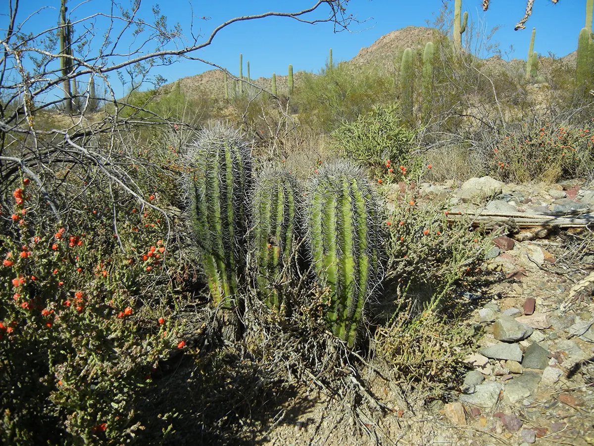 Saguaro (Carnegiea Gigantea) — Proper placement within the design is paramount; providing an imposing yet majestic aesthetic that is unmatched by other plants