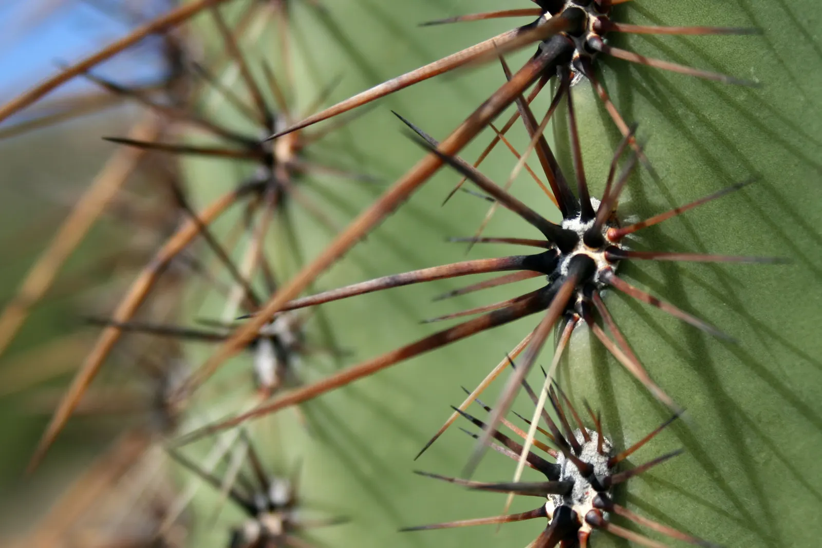 Saguaro (Carnegiea Gigantea) — Mature plants may develop branching arms that arch upwards; green stems can span 1-2 feet in diameter
