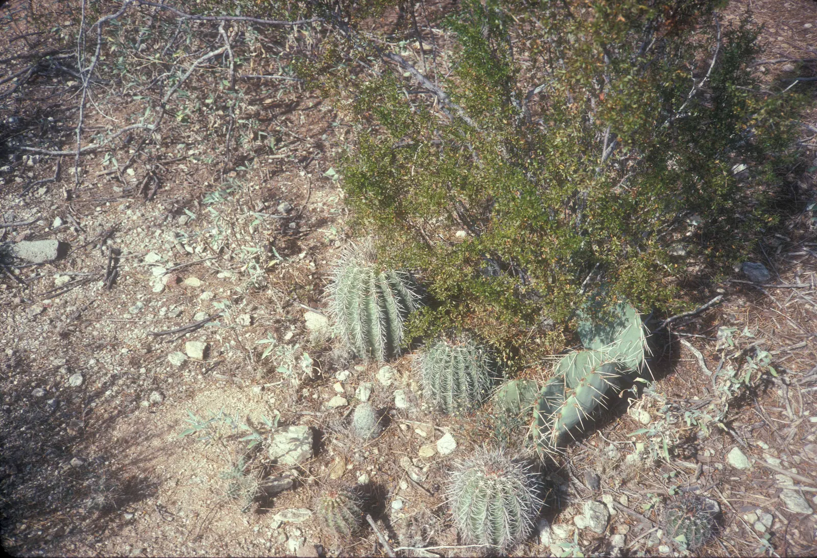 Saguaro (Carnegiea Gigantea) — this monumental plant can reach impressive heights of up to 40 to 60 feet and live for over 200 years; proper placement within