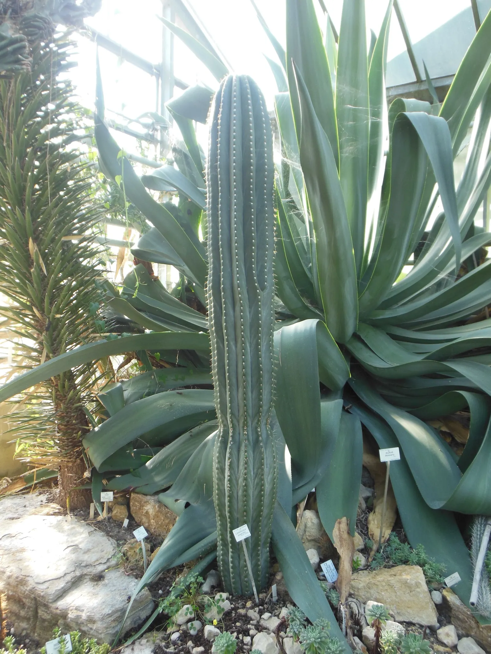 Saguaro (Carnegiea Gigantea) — Towering at 40-60 feet tall when mature; this monumental plant can reach impressive heights of up to 40 to 60 feet and live for