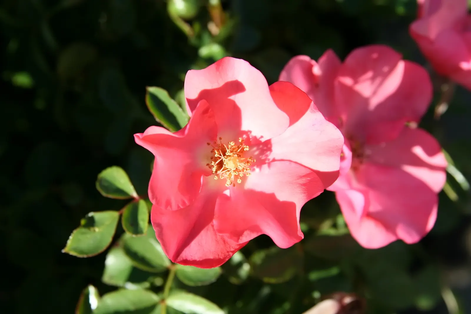 Noala Carpet Rose (Rosa X 'Noala') — This hardy perennial typically reaches 24-30 inches in width and 12-18 inches in height