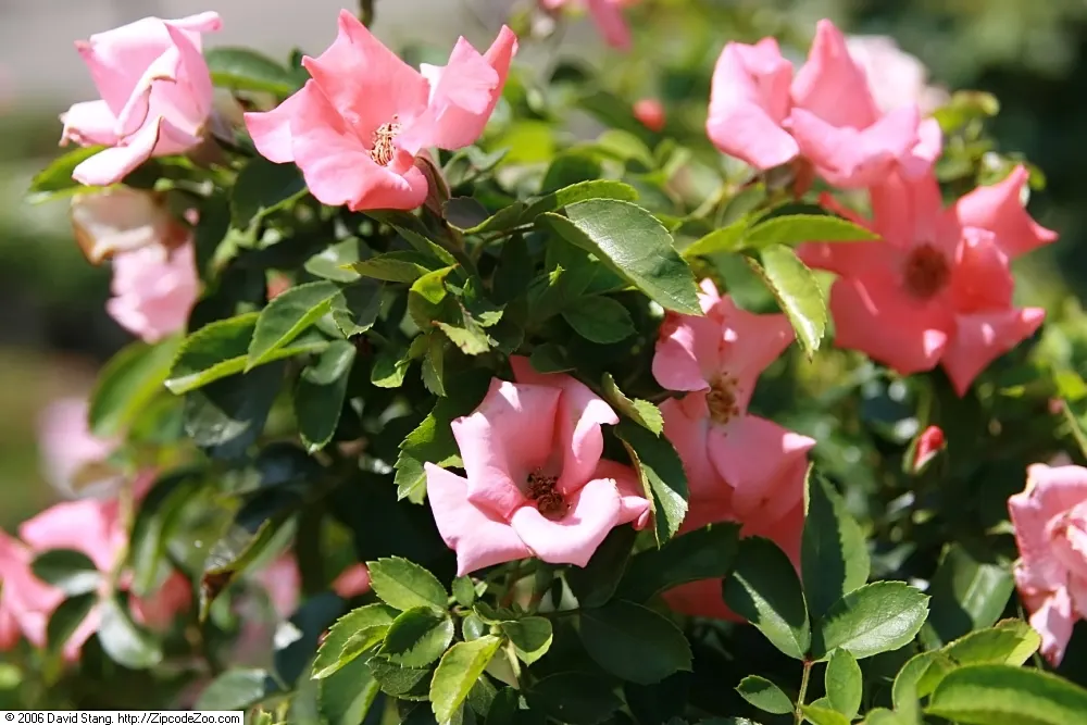 Noala Carpet Rose (Rosa X 'Noala') — lush foliage and profusion of vibrant pink blooms
