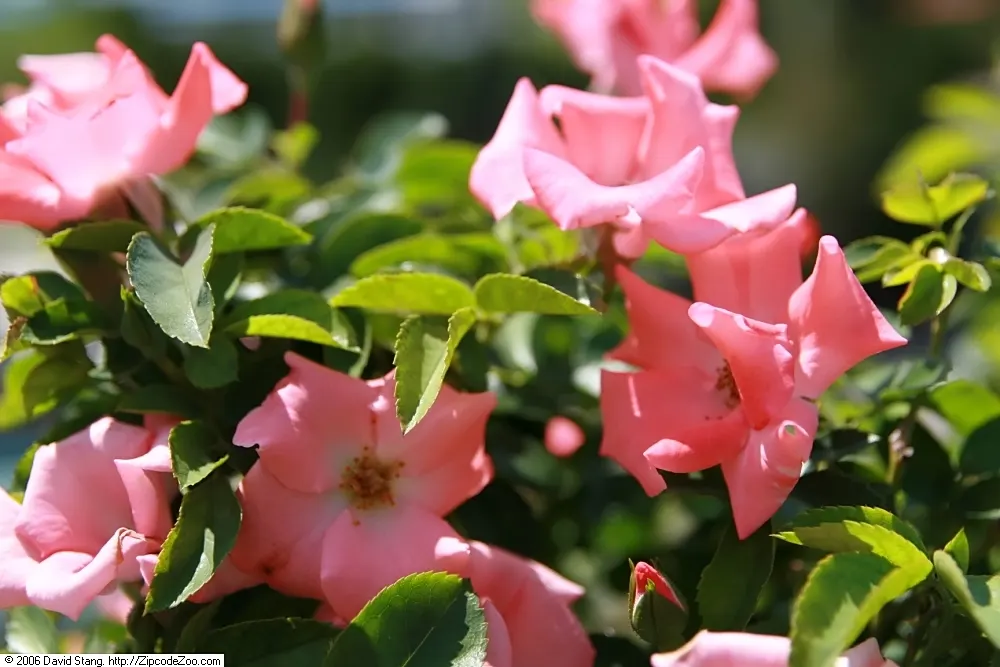 Noala Carpet Rose (Rosa X 'Noala') — is a resilient groundcover shrub known for its dense
