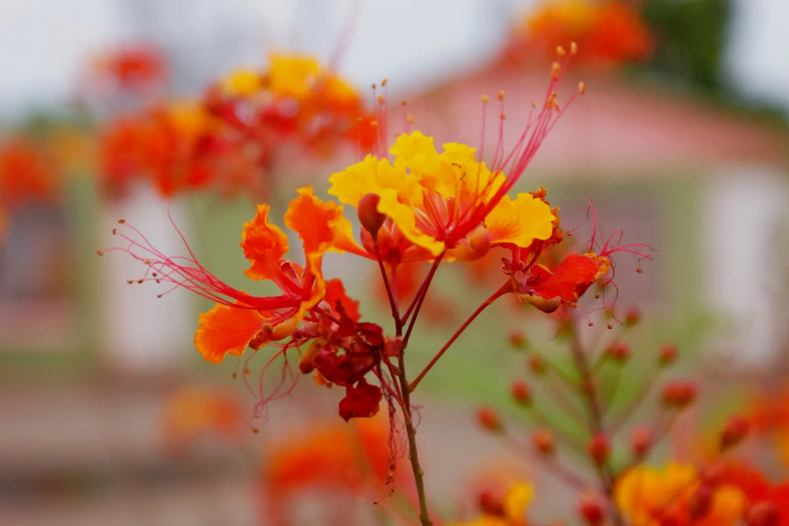 Red Bird Of Paradise (Caesalpinia Pulcherrima) — shrub with multi-colored and orange and red blooms; it thrives in USDA zones 9 to 11 and, image 113