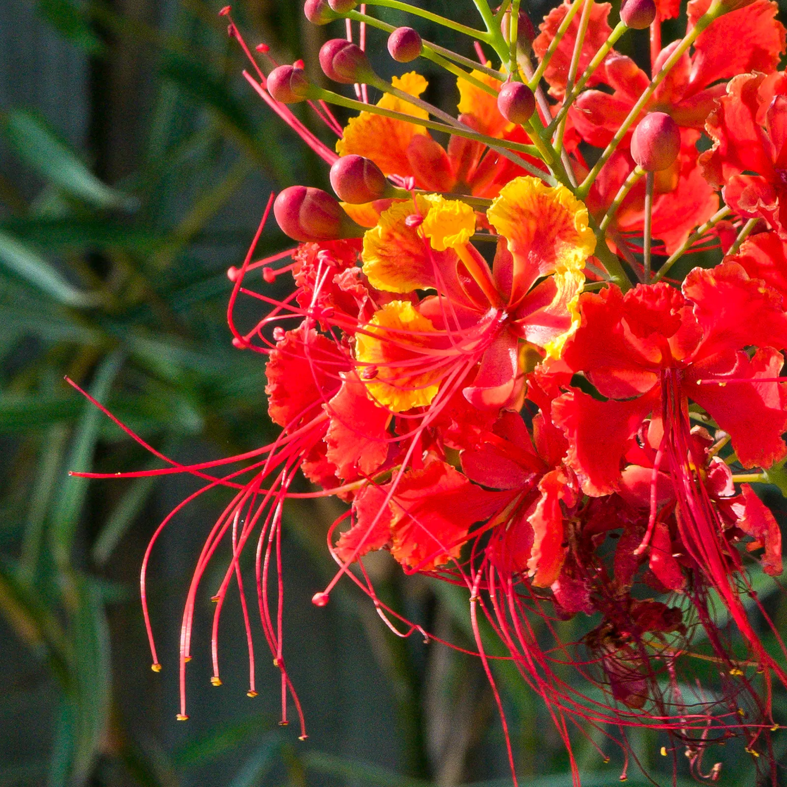 Red Bird Of Paradise (Caesalpinia Pulcherrima) — It thrives in USDA zones 9 to 11 and flourishes under the full sun; low maintenance and, image 47