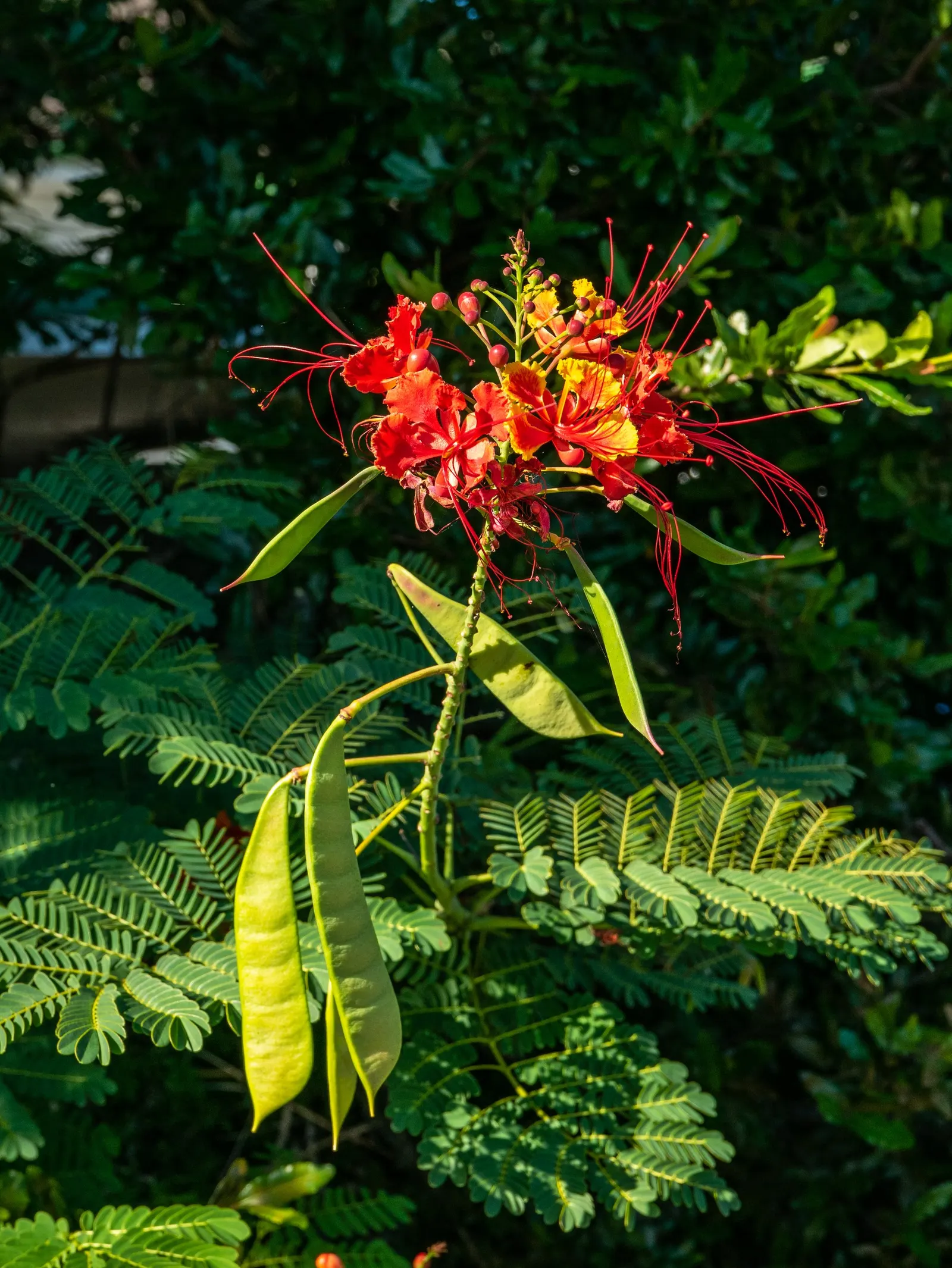 Red Bird Of Paradise (Caesalpinia Pulcherrima) — ideally amounting to around 1 inch of water weekly
